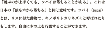 「跳ぶのが上手くても、ツパイは落ちることがある」。これは日本の「猿も木から落ちる」と同じ意味です。ツパイ（tupai）とは、リスに似た動物で、キノボリトガリネズミと呼ばれたりもします。自由に木の上を行動することができます。