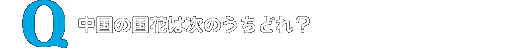 中国の国花は次のうちどれ?